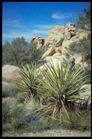 Mojave Desert