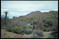 Colorado Desert