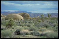 Mojave Desert
