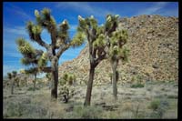 Joshua Trees