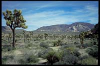 Mojave Desert