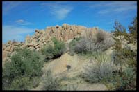 Mojave Desert