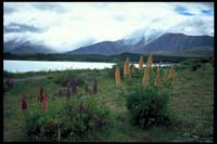 Am Lake Tekapo