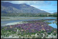 Am Ahuriri River