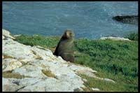 Seelöwe am Taiaroa Head