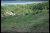 Yellow-Eyed-Penguin auf der Otago Peninsula