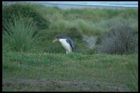 Yellow-Eyed-Penguin auf der Otago Peninsula