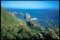 Ausblick vom Nugget Point