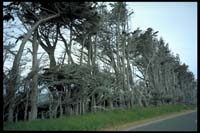 Vom Wind geformte Bäume zwischen Fortrose und Invercargill
