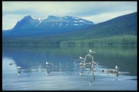 Paddeln in Kvikkjokk