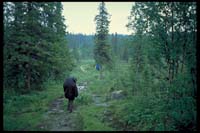 Auf dem Kungsleden