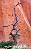 Ayers Rock