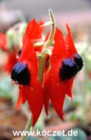 Sturt's Desert Pea