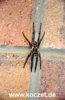 Spinne auf der Campingtoilette in Vivonne Bay