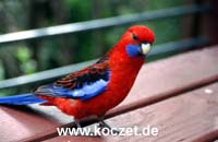 Crimson Rosella (Pennantsittich)