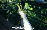 Sulphur-crested Cockatoo (Gelbhaubenkakadu)