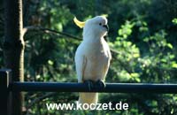 Sulphur-crested Cockatoo (Gelbhaubenkakadu)