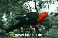 King Parrot (Königssittich)