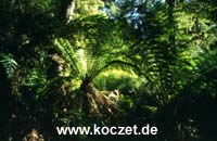 Baumfarn bei Maits Rest