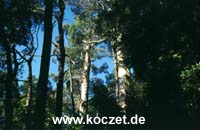 Wald bei Maits Rest