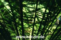 Baumfarn bei Maits Rest