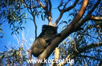 Koalas im Otway Nationalpark