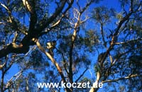 Koalas im Otway Nationalpark