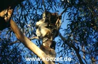 Koalas im Otway Nationalpark