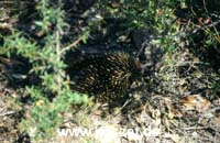 Echidna (Schnabeligel)