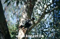 Australian Raven (Australischer Rabe) (?)