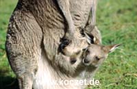 Graues Riesenkänguruh