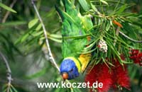 Rainbow Lorikeet (Allfarblori)