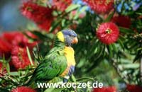 Rainbow Lorikeet (Allfarblori)