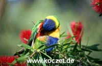 Rainbow Lorikeet (Allfarblori)