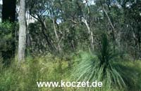 Pflanzen in den Grampians