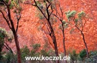 Ayers Rock