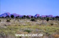 Olgas