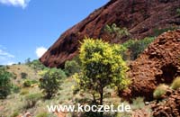 Olgas