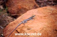Gecko