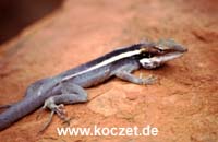 Gecko