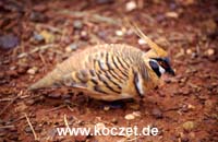 Rotschopftaube