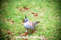 Crested Pigeon (Schopftaube)