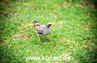 Noisy Miner (Weißstirnschwatzvogel)