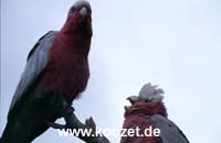 Galahs (Rosakakadus)