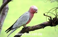 Galah (Rosakakadu)