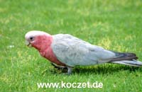 Galah (Rosakakadu)