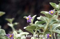 Pflanze am Kings Canyon