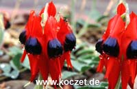 Sturt's Desert Pea