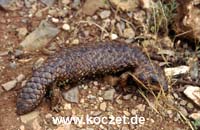 Shingleback (Tannenzapfenskink)