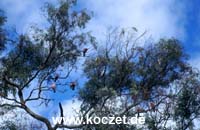 Galahs (Rosakakadus)